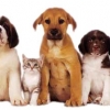 Ohio Veterinary Association Career Day on Feb. 23